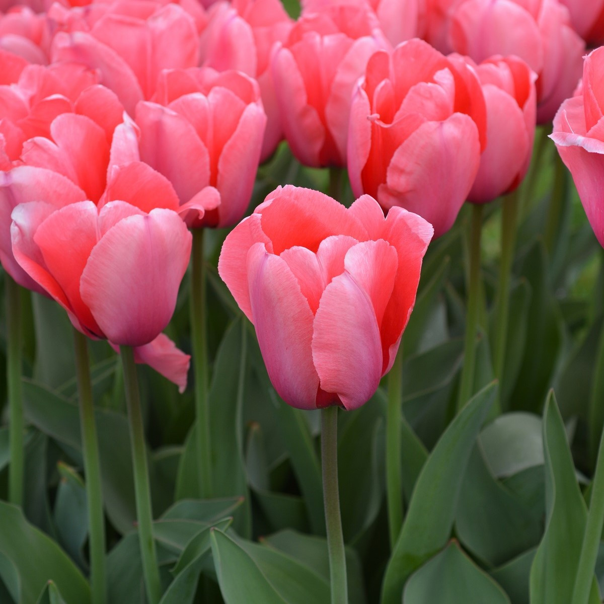 Tulipán Pink Impression - Tulipa - cibuloviny - 3 ks