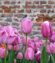 Tulipán Purple Pride - Tulipa - cibuloviny - 3 ks