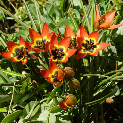 Tulipán Little Princess - Tulipa humilis - cibuloviny - 3 ks