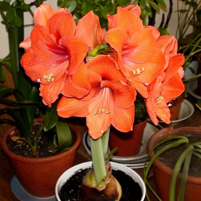 Hvězdník Orange Souvereign - Hippeastrum - cibuloviny - 1 ks