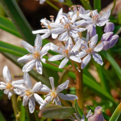 Ladoňka růžová - Scilla bifolia rosea - cibuloviny - 3 ks