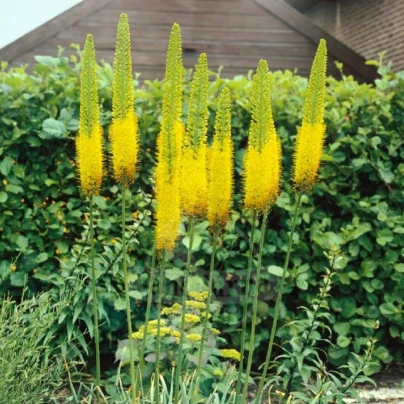 Liliochvostec Moneymaker - Eremurus - cibuloviny - 1 ks