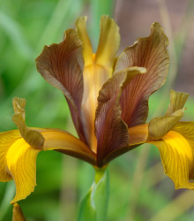 Kosatec Autumn Princess - Iris hollandica - cibuloviny - 3 ks