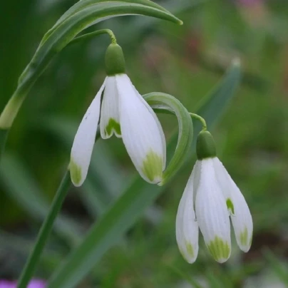 Sněženka viridi-apice - Galanthus nivalis - cibuloviny - 3 ks