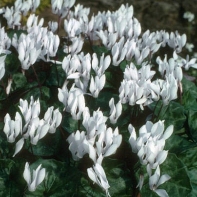 Brambořík Sowbread - Cyclamen repandum album - cibuloviny - 1 ks