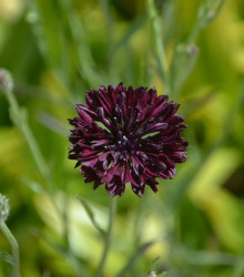 Chrpa černá - Centaurea cyanus - semena - 50 ks