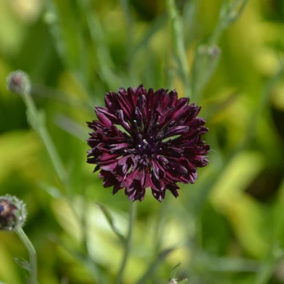 Chrpa černá - Centaurea cyanus - semena - 50 ks