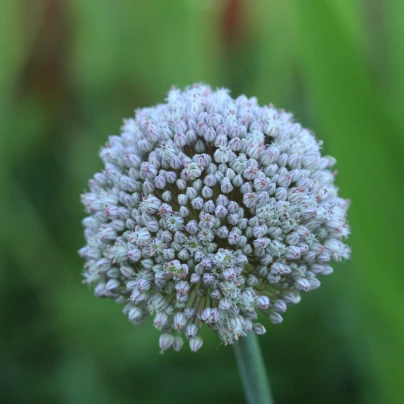 Česnek white Cloud - Allium - cibuloviny - 3 ks