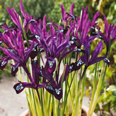 Kosatec síťkovaný Pauline - Iris reticulata - cibuloviny - 3 ks