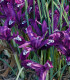 Kosatec síťkovaný Pauline - Iris reticulata - cibuloviny - 3 ks