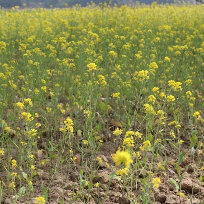 Hořčice černá - Brassica nigra - semena - 50 ks