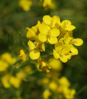 Hořčice černá - Brassica nigra - semena - 50 ks