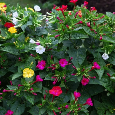 Nocenka jalapovitá Broken colors - Mirabilis jalapa - semena - 6 ks