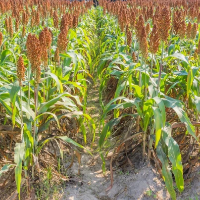 Čirok obecný - Sorghum bicolor - semena - 10 ks