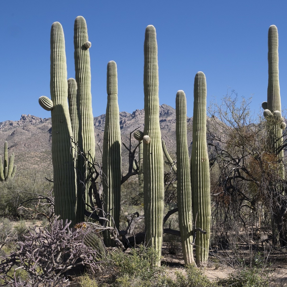 Saguaro - Kaktus svícnovitý - Carnegiea gigantea - semena - 5 ks