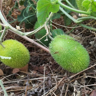 Okrasná okurka Ježek - Cucumis dipsaceus - semena - 6 ks