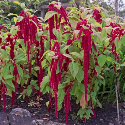 Laskavec ocasatý - Amaranthus caudatus - semena - 300 ks