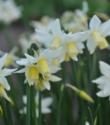 Narcis Toto - Narcissus - cibuloviny - 3 ks