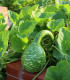 Okrasná tykev Cobra - Cucurbita Lagenaria - semena - 5 ks