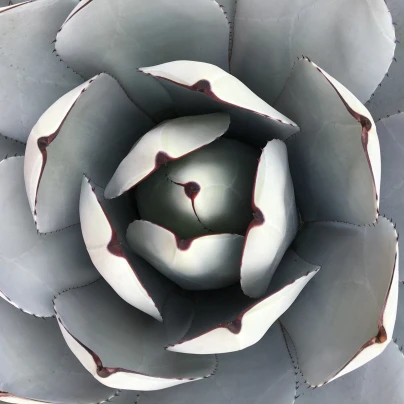 Agáve parryi - Agave Parryi - semena - 9 ks