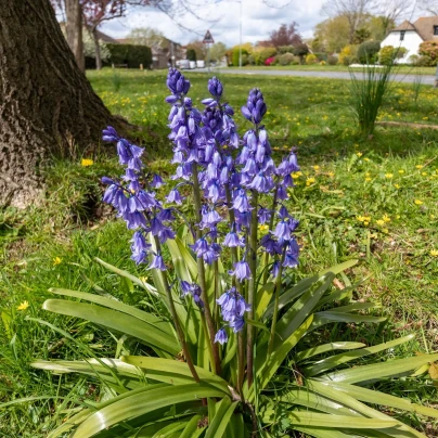 Hyacintovec španělský modrý - Hyacinthoides hispanica - cibuloviny - 5 ks