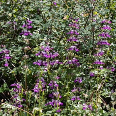 Kolinsie - Collinsia heterophylla - semena - 300 ks