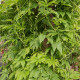 Ačokča - Cyclanthera pedata - semena - 6 ks