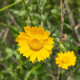 Kopretina osenní Helios - Chrysanthemum segetum - semena - 100 ks
