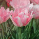 Tulipán Angelique - Tulipa - cibuloviny - 3 ks