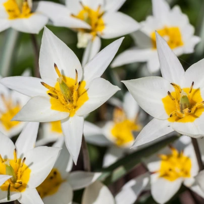 Tulipán Turkestanica - Tulipa - cibuloviny - 3 ks