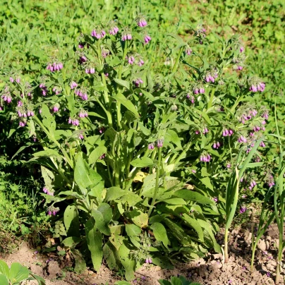 Kostival lékařský - Symphytum officinale - semena - 5 ks