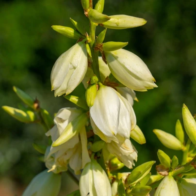 Juka glauca - Yucca glauca - semena - 5 ks