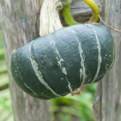 Tykev velkoplodá Buttercup Burgess - Cucurbita maxima - semena - 5 ks