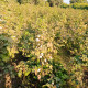 Bavlník bylinný - Gossypium herbaceum - semena - 6 ks