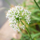 Pažitka česneková - Allium tuberosum - semena - 200 ks