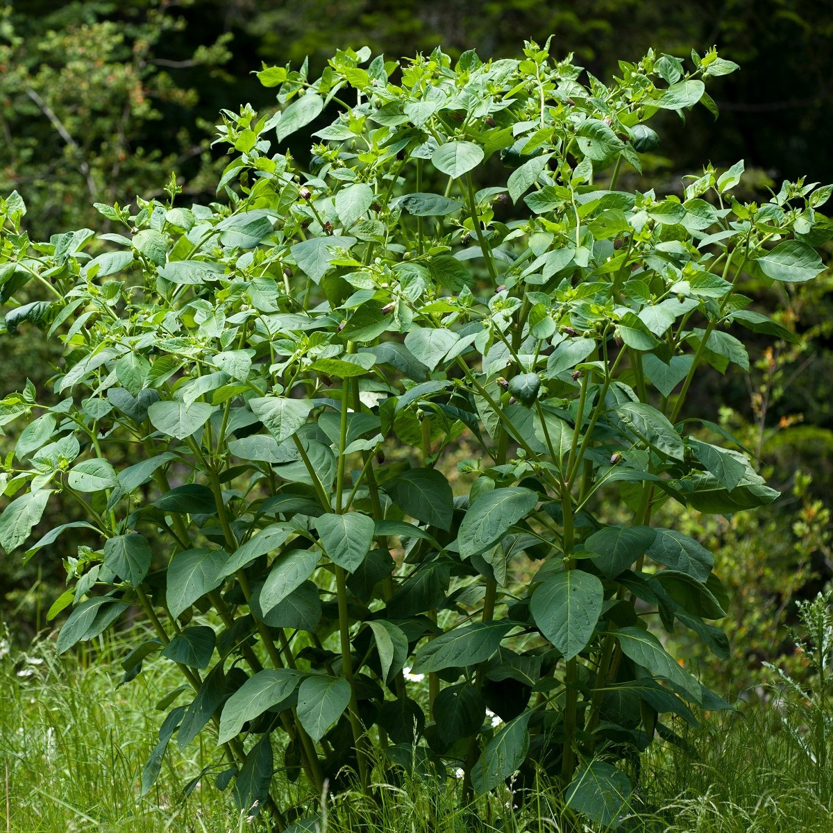 Rulík zlomocný - Atropa belladonna - semena - 10 ks