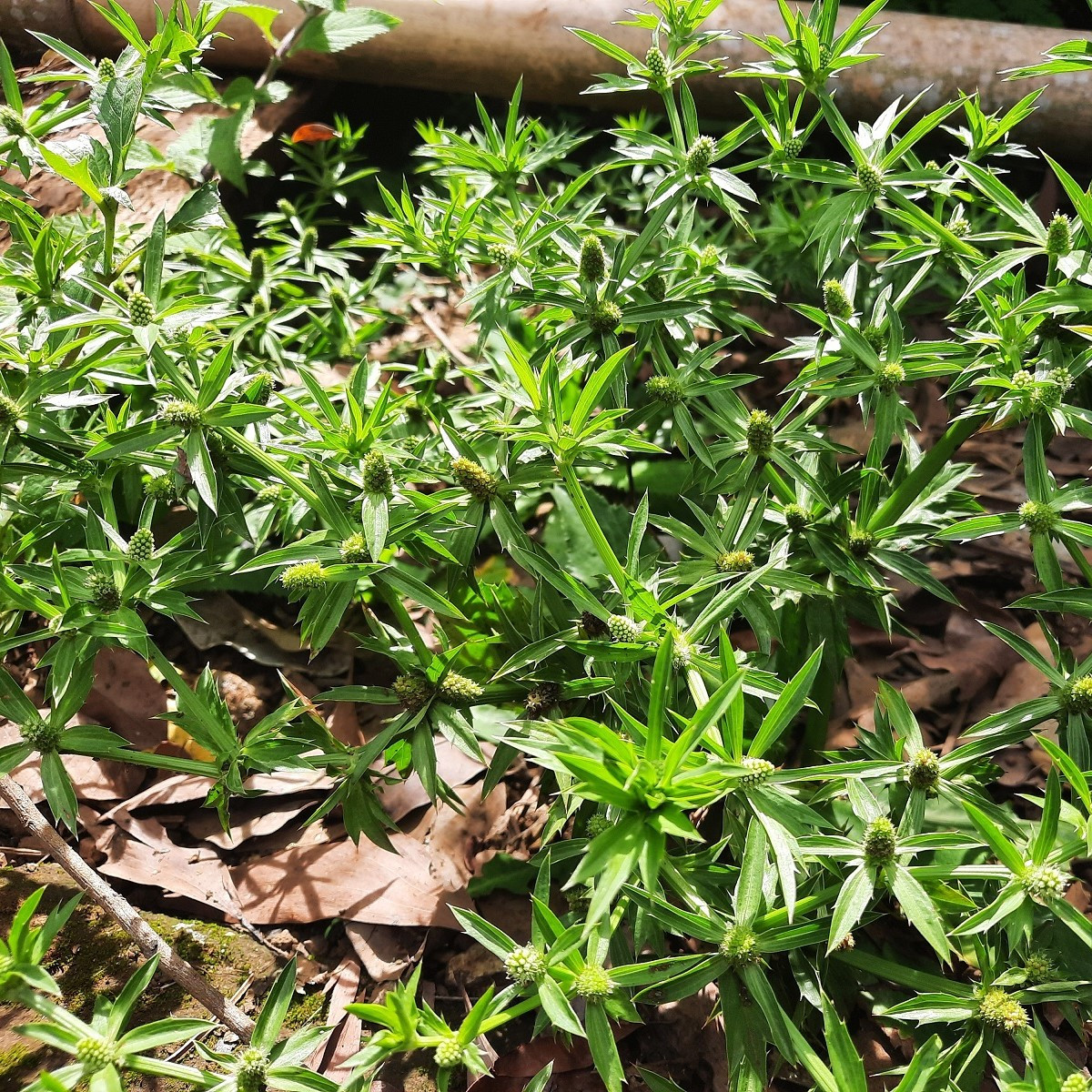 Koriandr mexický - Eryngium foetidum - semena - 50 ks