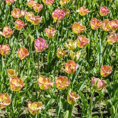 Tulipán Groenland - Tulipa - cibuloviny - 3 ks