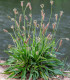 BIO Jitrocel kopinatý - Plantago lanceolata - bio semena - 80 ks