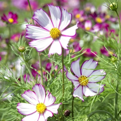 Krásenka zpeřená Tip Top Picotee - Cosmos bipinnatus - semena - 40 ks