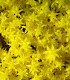 Rozchodník prudký - Sedum acre - semena - 0,01 g