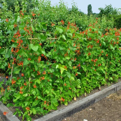 Fazole šarlatová pnoucí Hestia - Phaseolus coccineus - semena - 10 ks