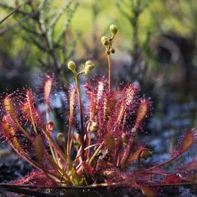 Rosnatka prostřední - Drosera intermedia - semena - 10 ks