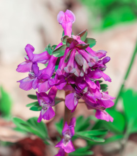 Dymnivka dutá - Corydalis cava - cibuloviny - 3 ks