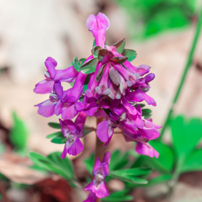 Dymnivka dutá - Corydalis cava - cibuloviny - 3 ks