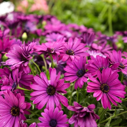 Paprskovka Purple - Osteospermum ecklonis - semena - 6 ks