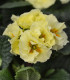 Prvosenka Inara F1 Lemon yellow - Primula elatior - semena - 20 ks