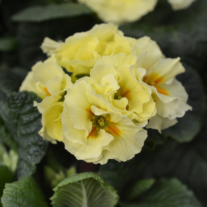 Prvosenka Inara F1 Lemon yellow - Primula elatior - semena - 20 ks