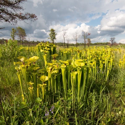 Špirlice flava - Sarracenia flava - semena - 10 ks