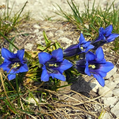 Hořec úzkolistý - Gentiana angustifolia - semena - 8 ks